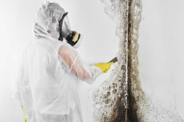 Best Professional Mold Removal  in Crandon, WI