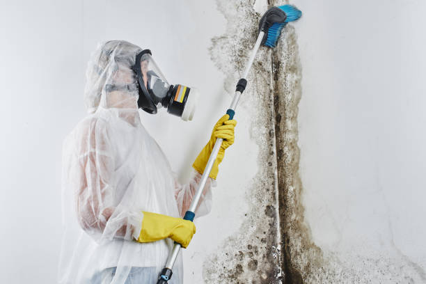 Best Attic Mold Removal  in Crandon, WI