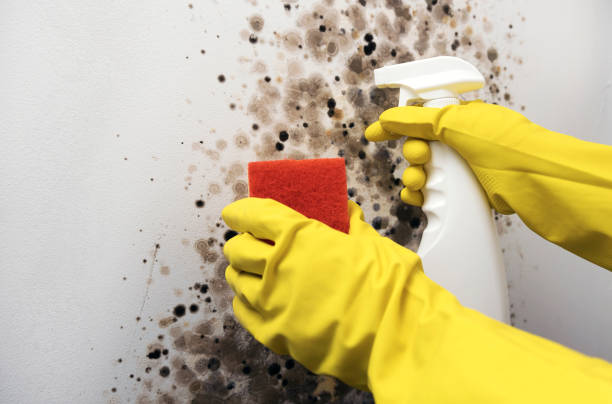 Best Mold Remediation  in Crandon, WI