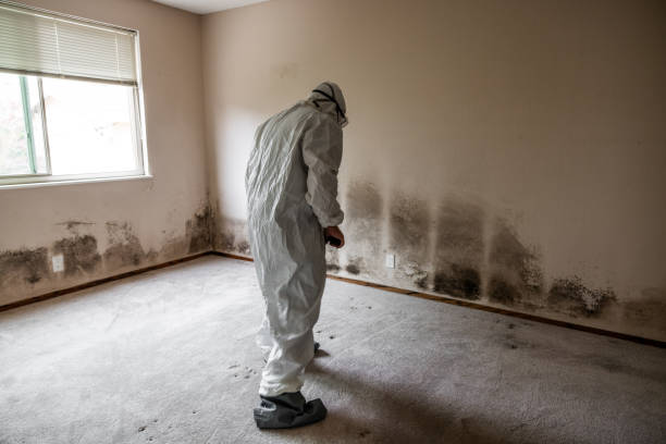 Best Mold Damage Repair  in Crandon, WI