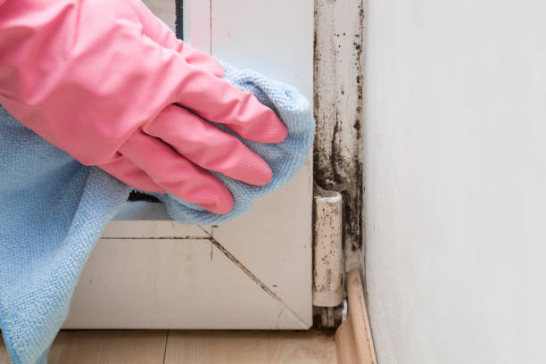 Best Mold Removal Company Near Me  in Crandon, WI