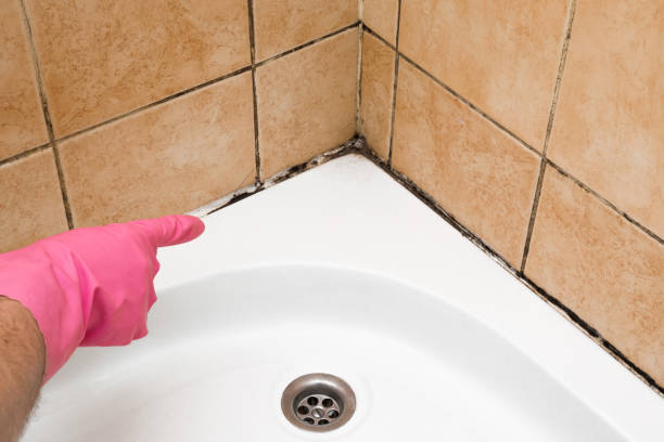 Best Office Mold Removal Services  in Crandon, WI